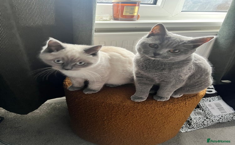 British Shorthair cats - Advert 1