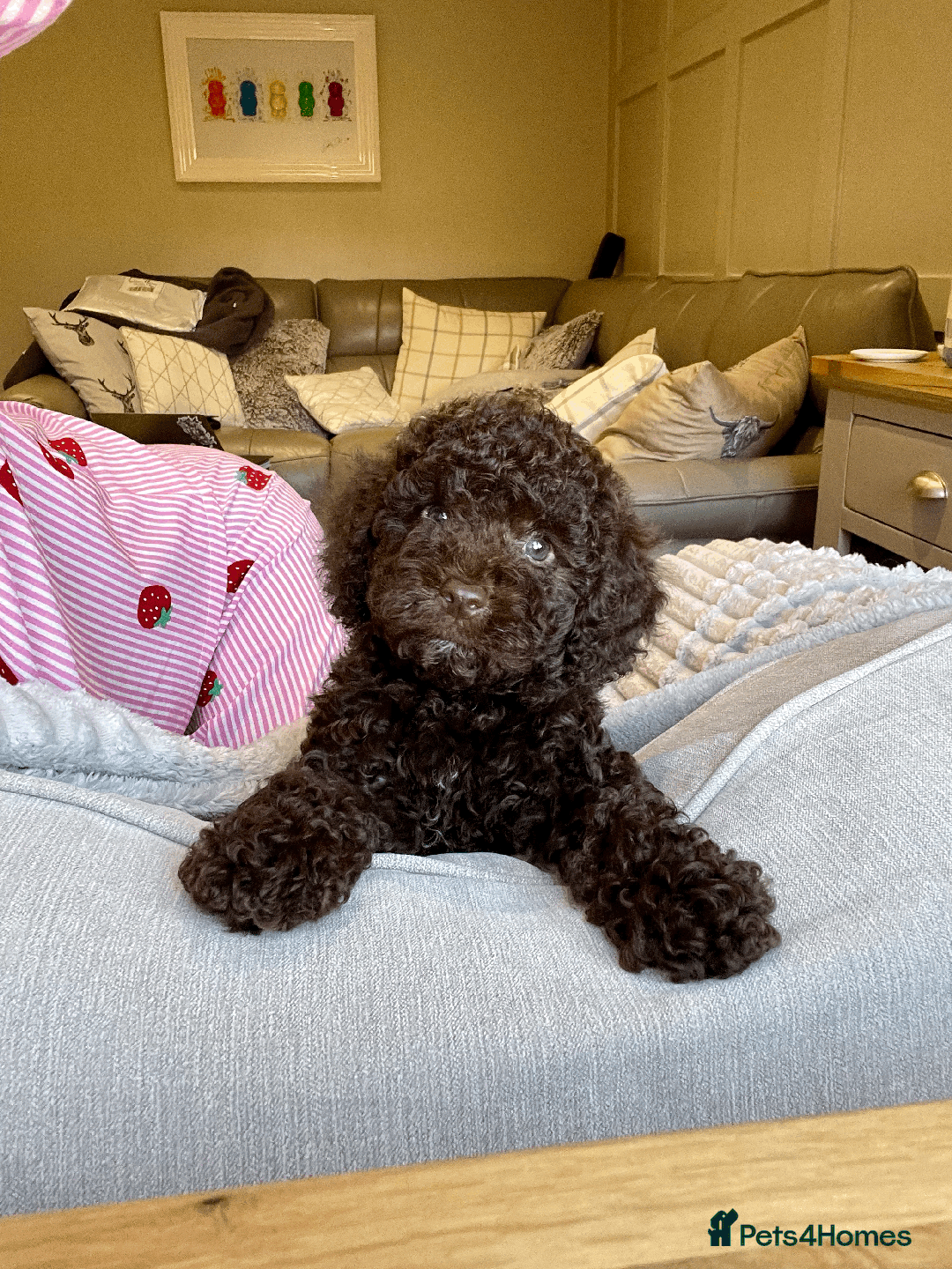 Cockapoo dogs for sale: F1b Toy Cockapoo puppy - Advert 10