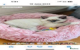 Ragdoll cats for sale: Pure Mink, High White/Van & Blue Point Babies 😻 - Image 3
