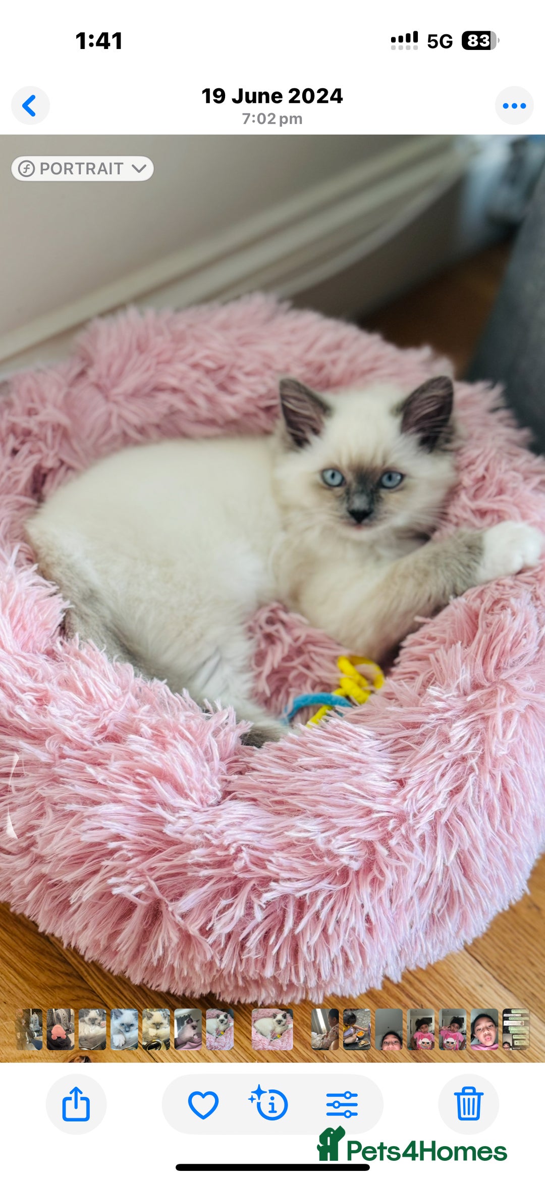 Ragdoll cats for sale: Pure Mink, High White/Van & Blue Point Babies 😻 - Image 3