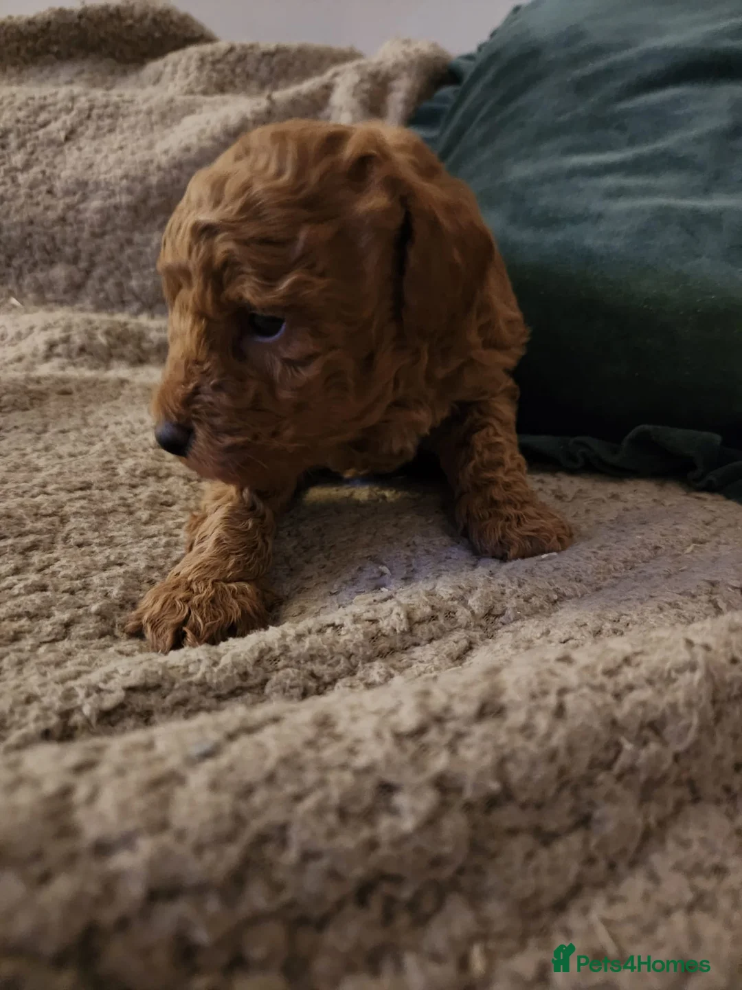Toy Poodle dogs for sale: Toy Poodle Puppy  - Advert 5