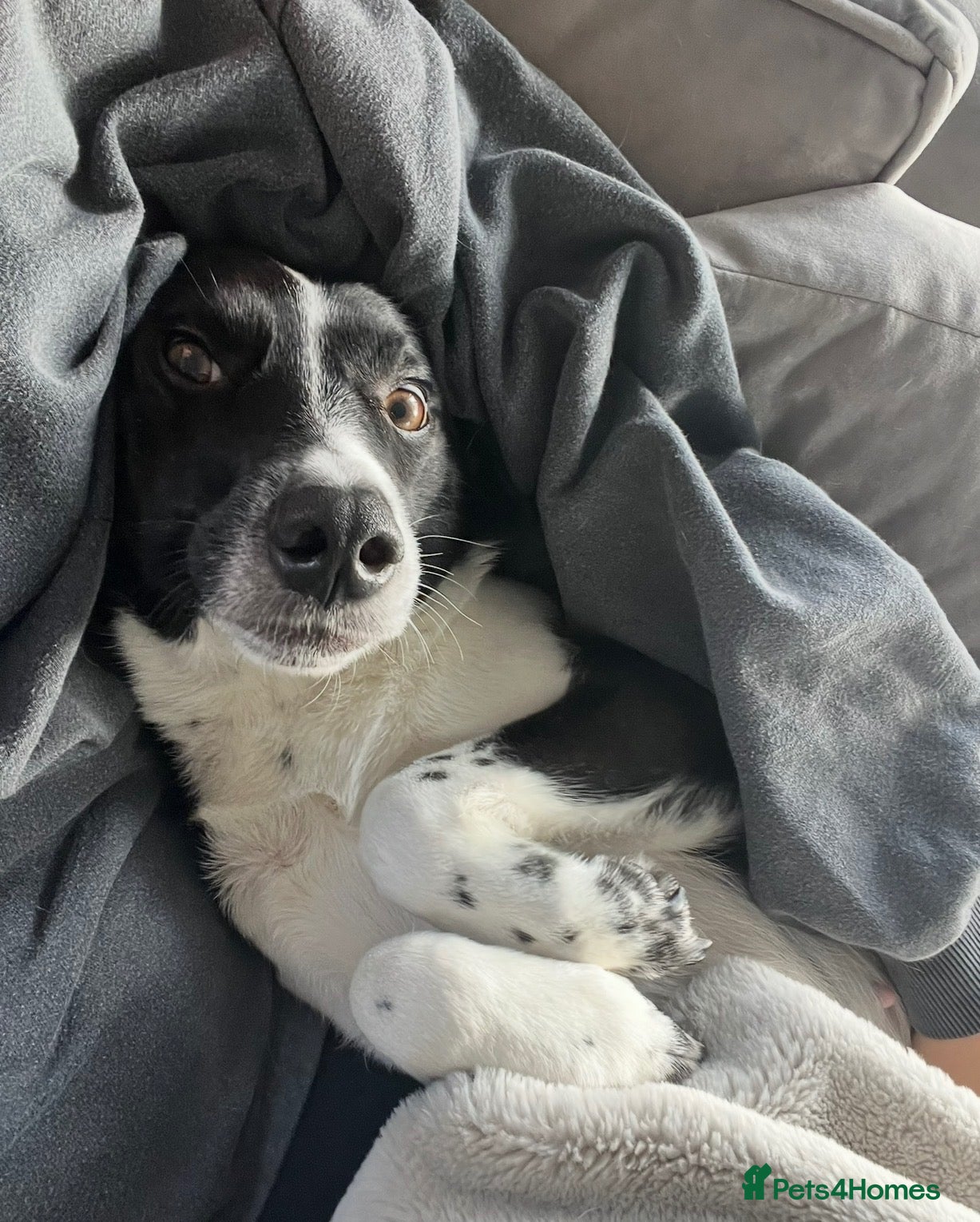 Mixed Breed dogs Looking for a loving new home - Advert 1