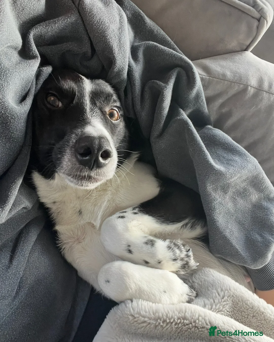 Mixed Breed dogs for sale: Looking for a loving new home - Advert 1