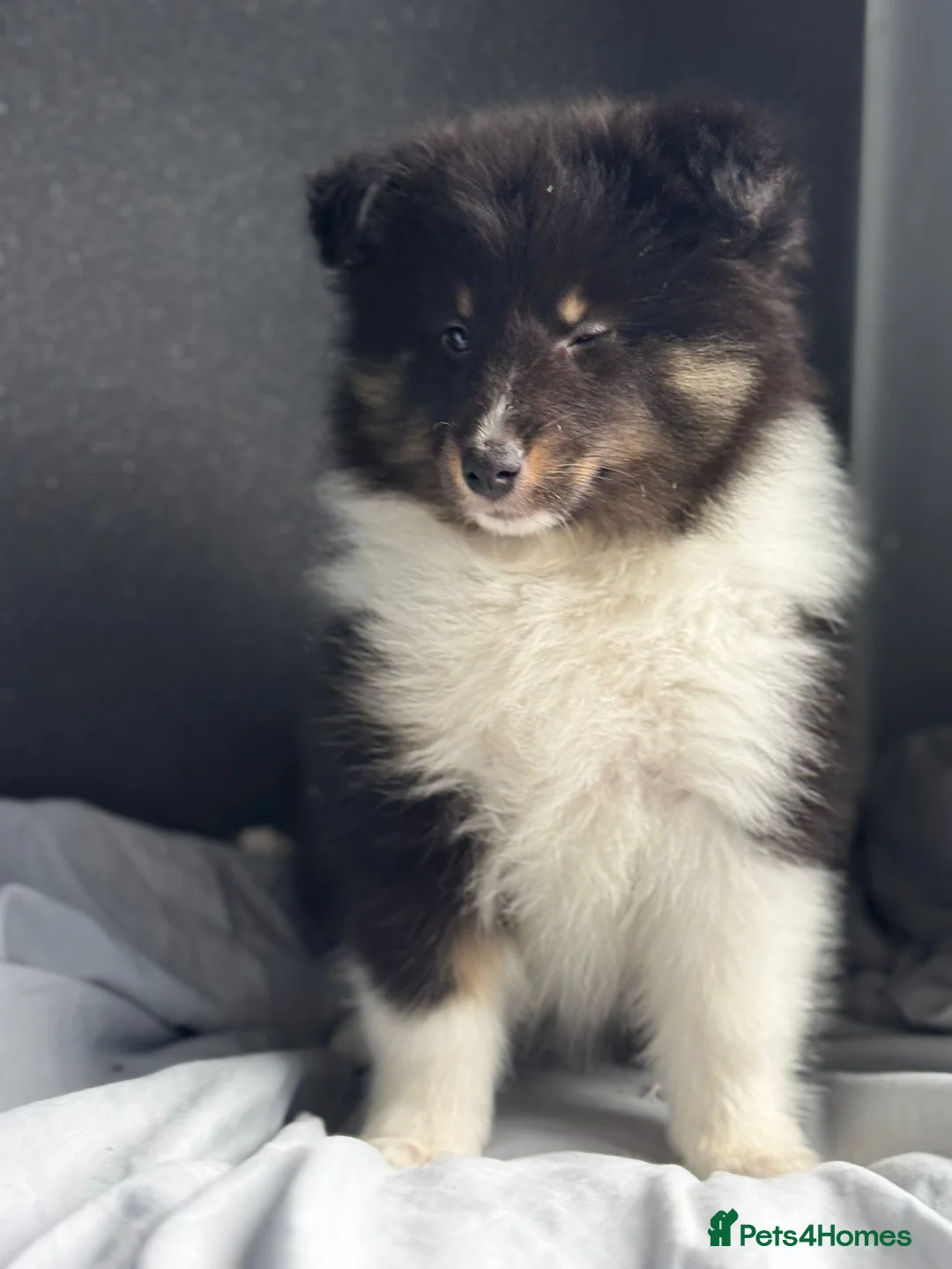 Shetland Sheepdog dogs for sale: Shetland sheepdog  in Dagenham - Advert 23