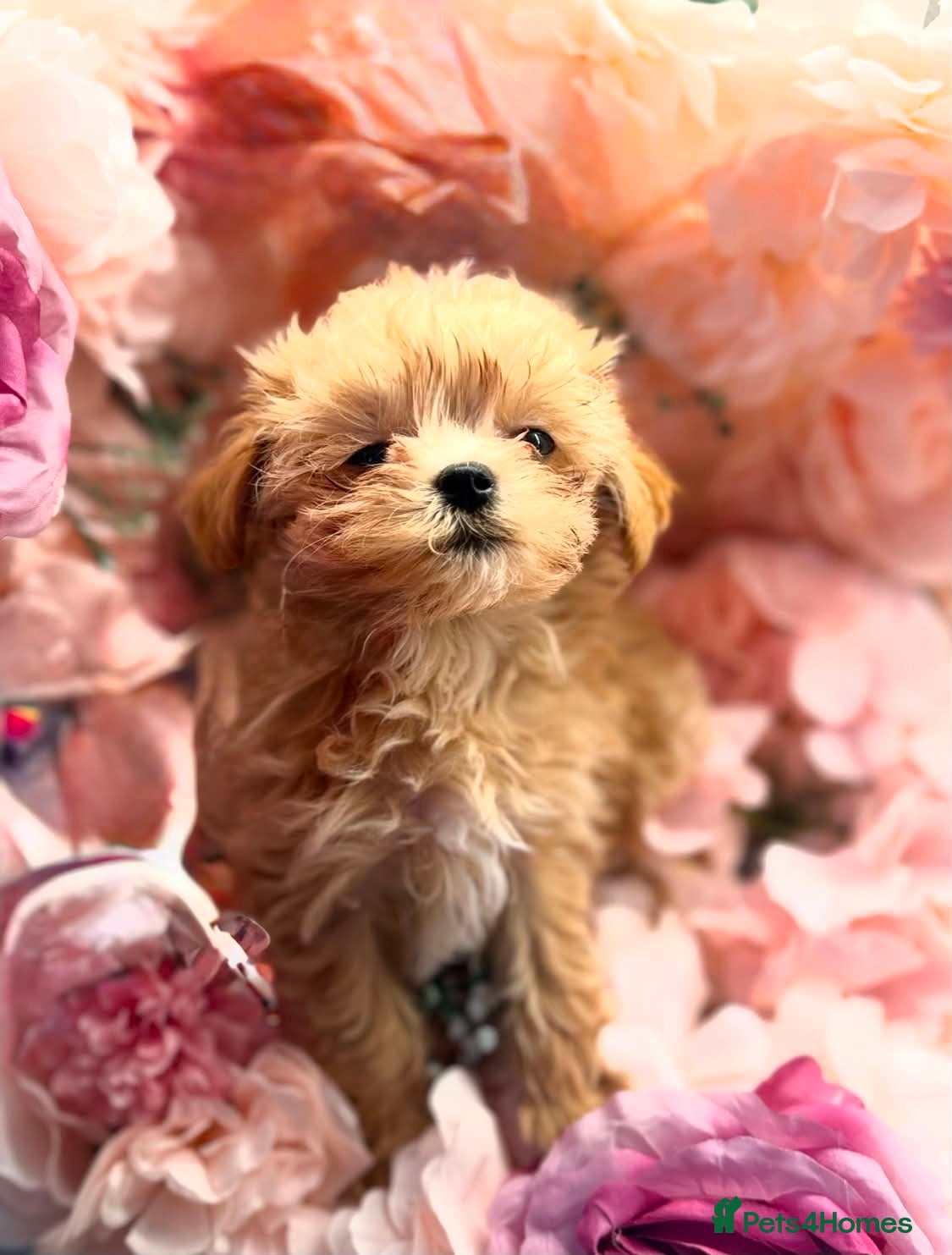 Maltipoo dogs Unique Love -Tiny Asian Maltipoo  - Advert 1