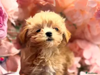 Maltipoo dogs Unique Love -Tiny Asian Maltipoo - Advert 1