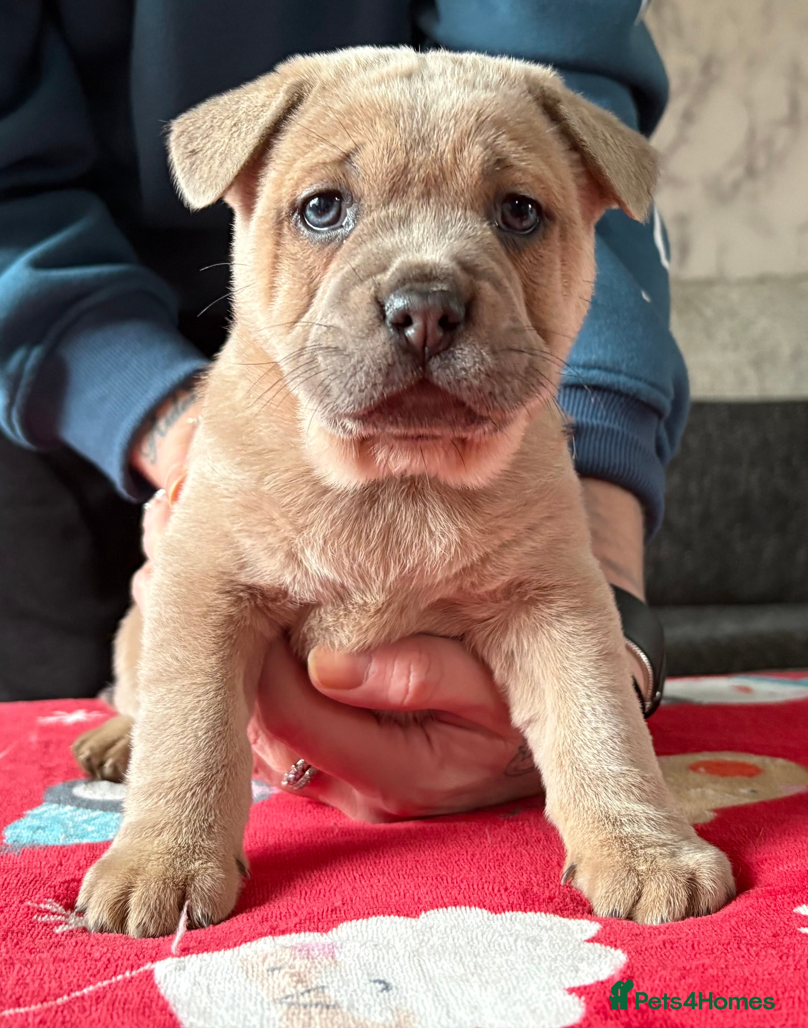 Mixed Breed dogs 🩷 STUNNING FRENCH CHOWS🩵 1 LEFT - Advert 1