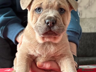 Mixed Breed dogs 🩷 STUNNING FRENCH CHOWS🩵 1 LEFT - Advert 1