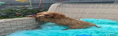 Cavapoo 2