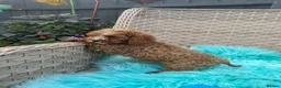 Cavapoo dogs for sale:  2 Beautiful Cavapoo Boys  - Advert 10