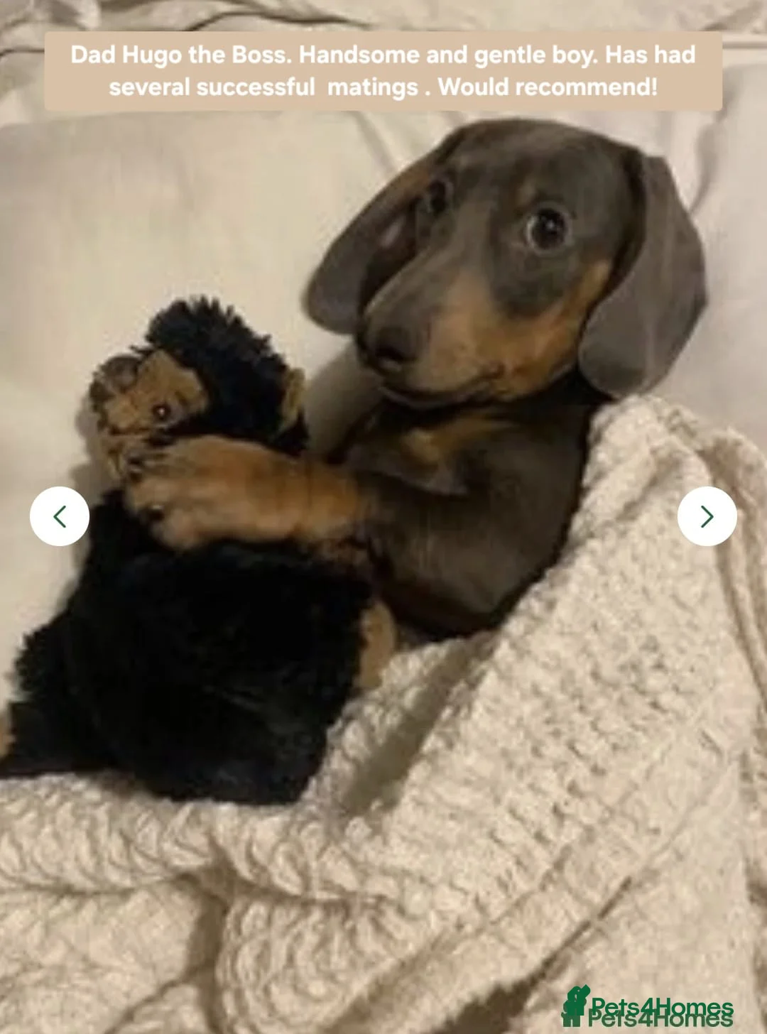 Dachshund dogs for sale: Miniature Dauchund Isabella and Black/Tan pups.  - Advert 17