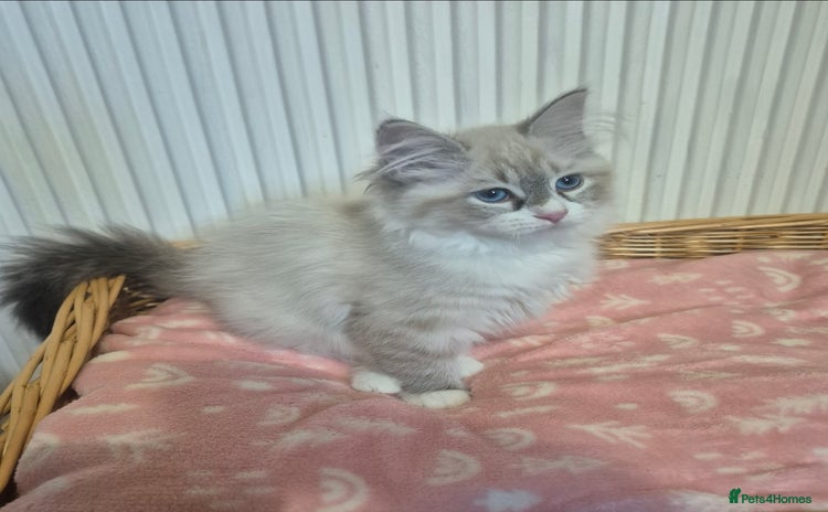 Siberian cats - Advert 2
