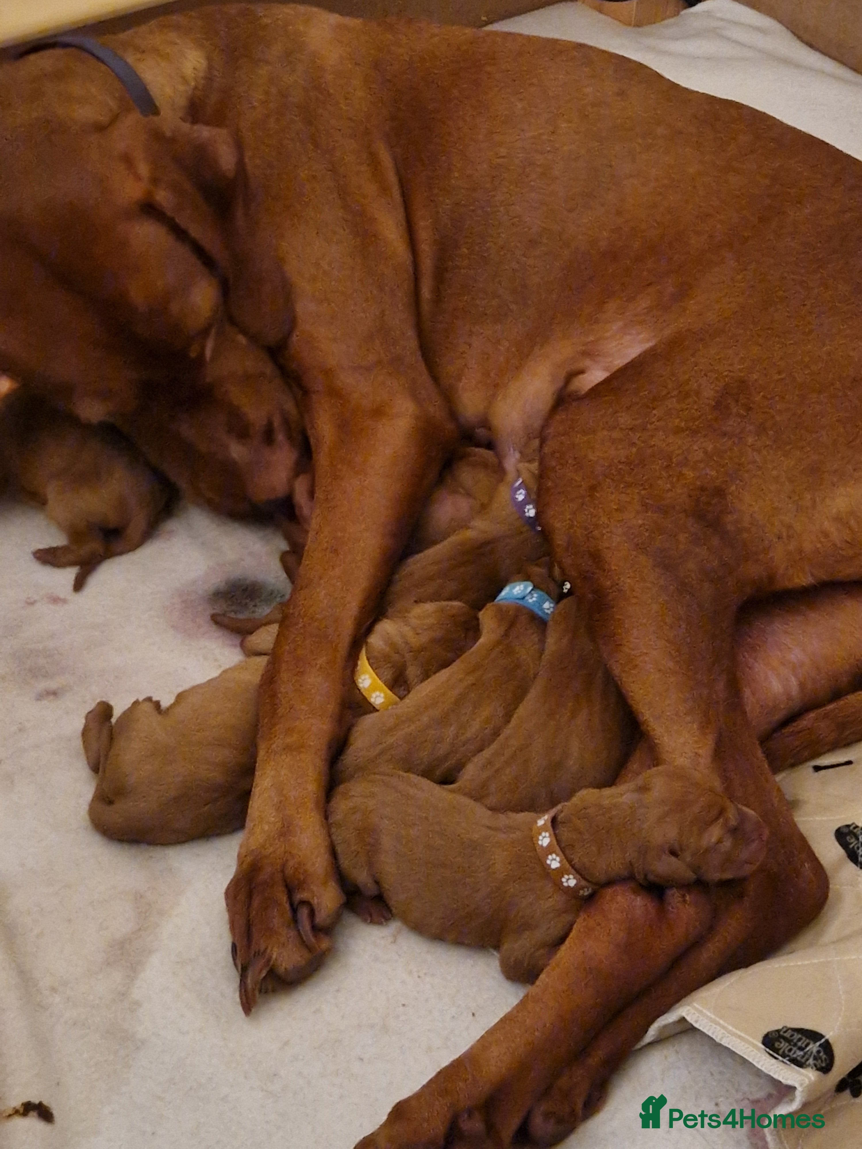 Hungarian Vizsla dogs Hungarian Russet Gold Vizsla Puppies.Non KC. - Advert 1