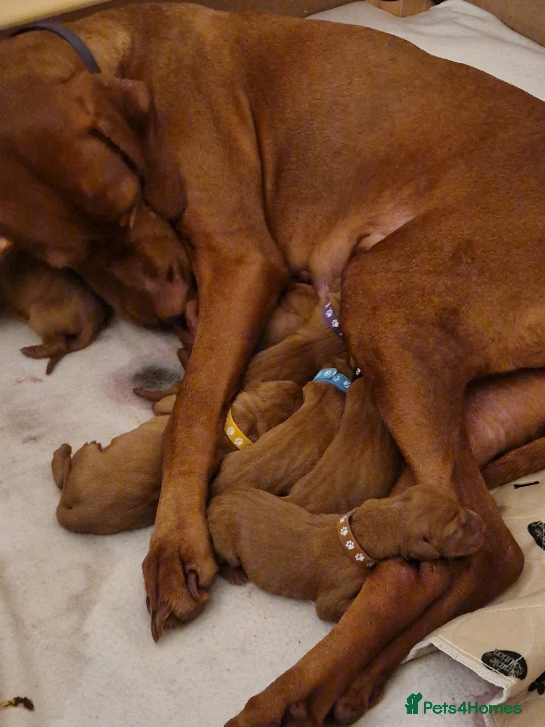 Hungarian Vizsla dogs for sale: Hungarian Russet Gold Vizsla Puppies.Non KC. - Advert 1
