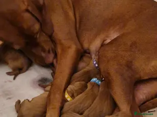 Hungarian Vizsla dogs Hungarian Russet Gold Vizsla Puppies.Non KC. - Advert 1