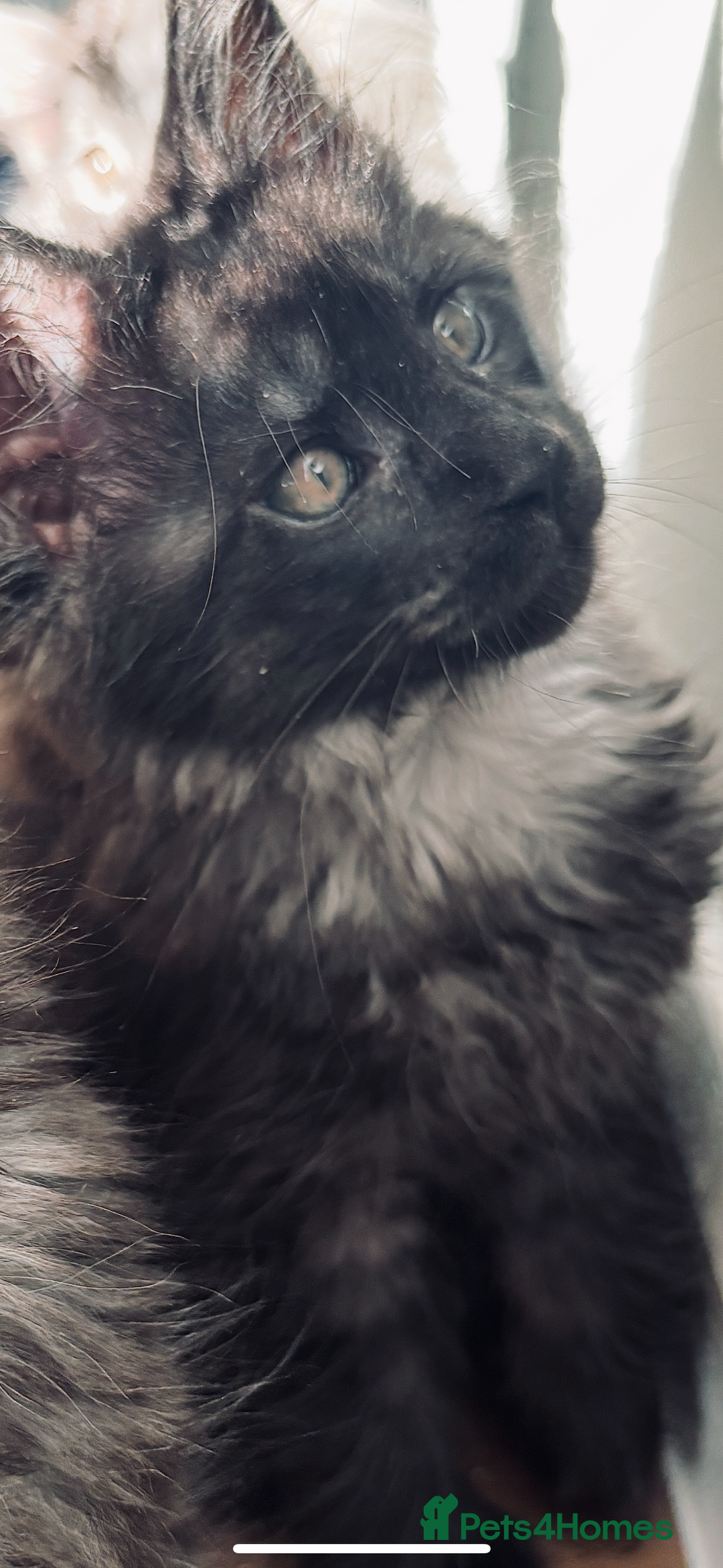 Maine Coon cats for sale: Stunning black smoke main coon boys  - Advert 3