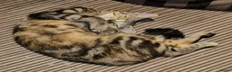 Domestic Shorthair cats for adoption: Rescue Cat Looking for a Forever Home – Meet Chime - Advert 5