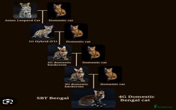 Bengal cats for sale: Bengal Adolescent & Young Adult Entire Males - Image 11