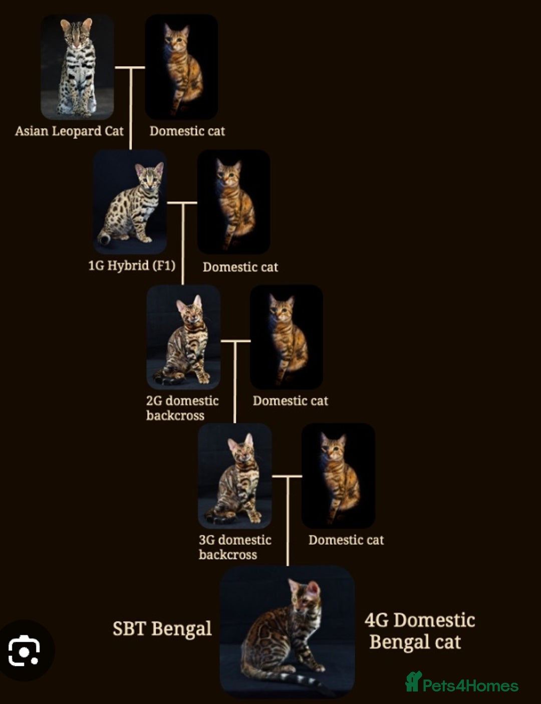 Bengal cats for sale: Bengal Adolescent & Young Adult Entire Males - Image 11