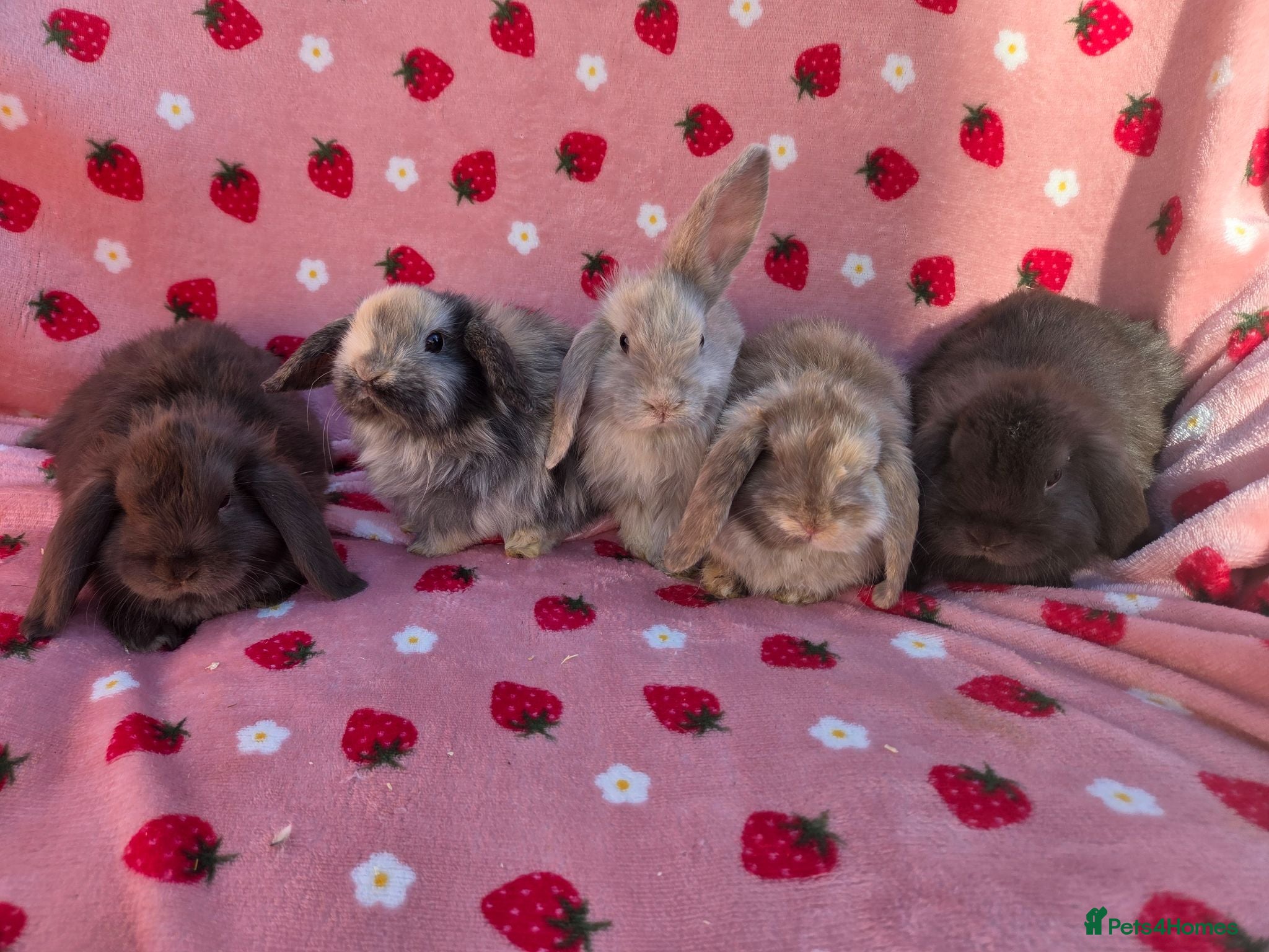 Mini Lop rabbits Mini lop baby rabbits  ready 17th July - Advert 2