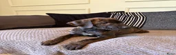 Mixed Breed dogs for sale: 🐾 Rhodesian Ridgeback x Bull Lurcher Puppies 🐾 - Advert 5