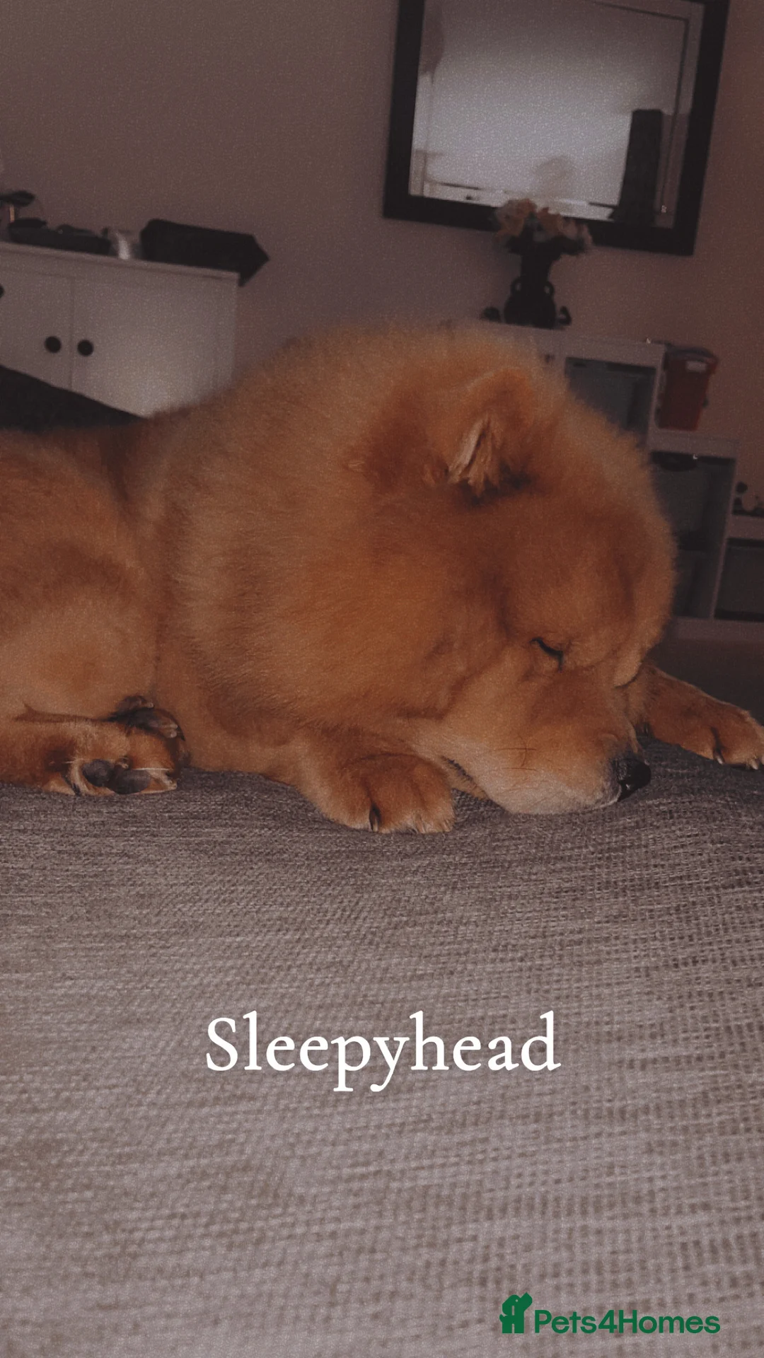 Chow Chow dogs for sale: New home for Teddy - Advert 4