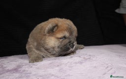 Chow Chow dogs for sale: CHOC🍫LILAC🌪️Champion KC reg🏆 pedigree chow chow - Image 12
