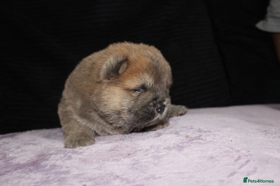 Chow Chow dogs for sale: CHOC🍫LILAC🌪️Champion KC reg🏆 pedigree chow chow - Image 12