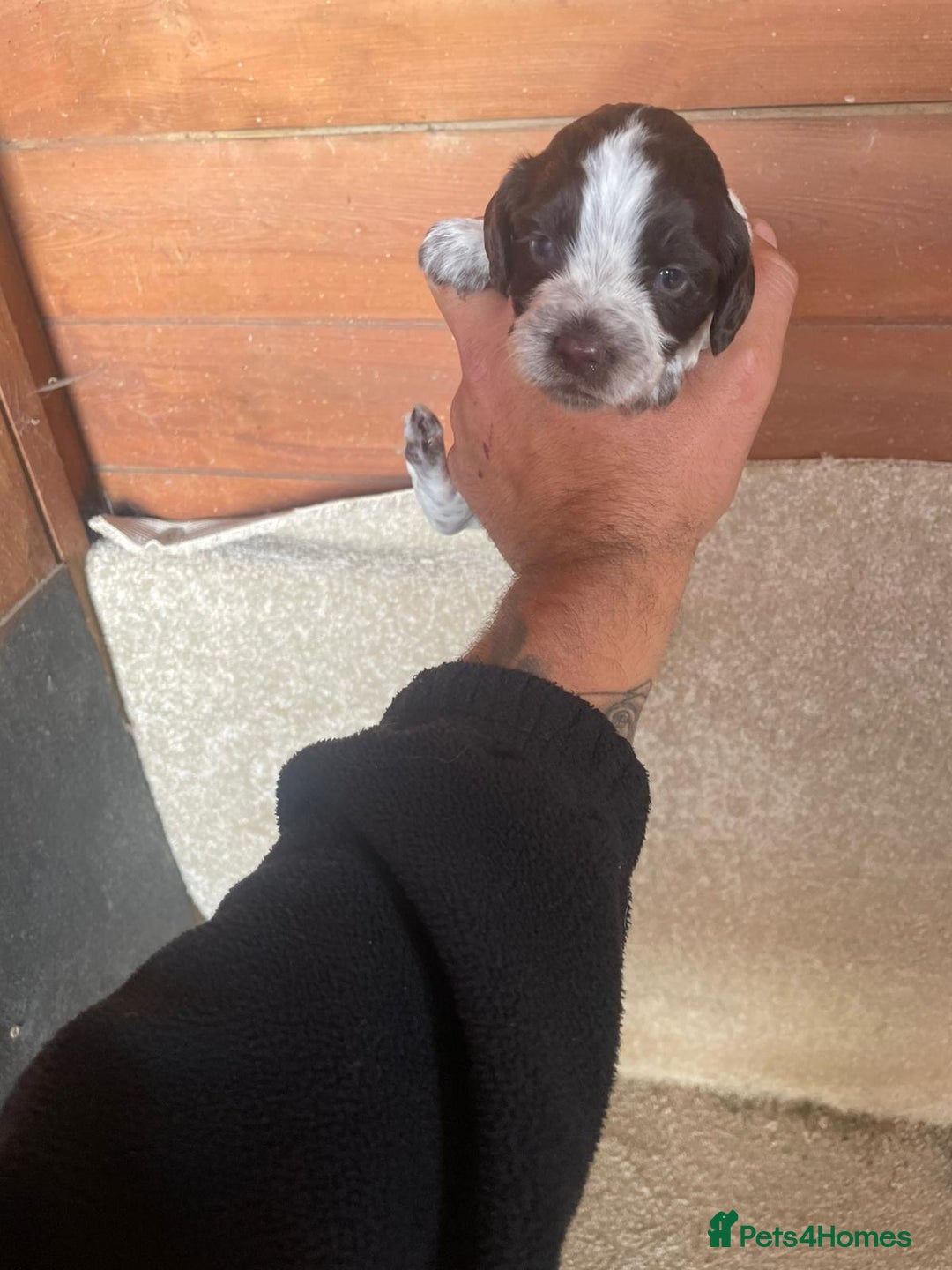 Cocker Spaniel dogs for sale: Cocker Spaniel Pups - Image 7
