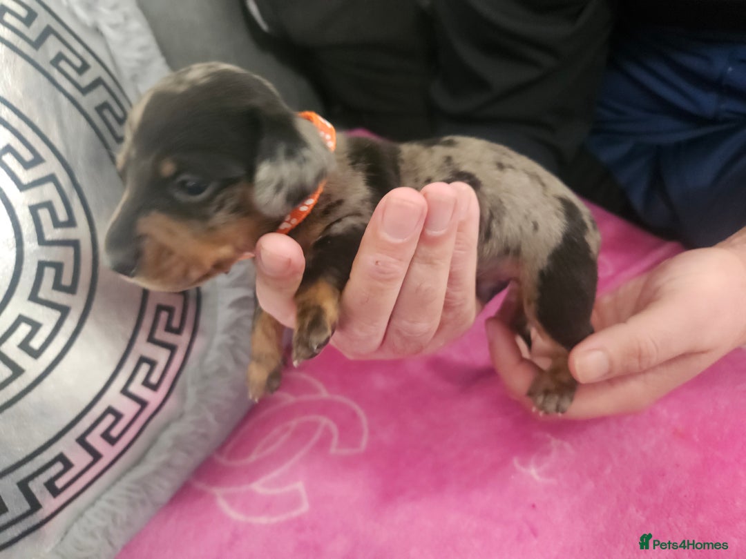 Miniature Dachshund dogs for sale: Miniature dashunds  - Image 17