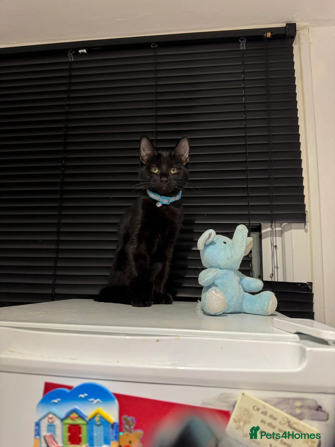 British Shorthair cats for sale: 3 kittens for sale - Advert 6