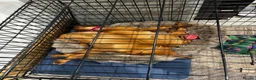 Hungarian Vizsla dogs for sale: Beautiful Hungarian Viszla  - Advert 4