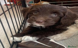 Labradoodle dogs for sale: Beautiful miniature labradoodle puppies - Image 1