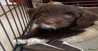 Labradoodle dogs - Advert 1
