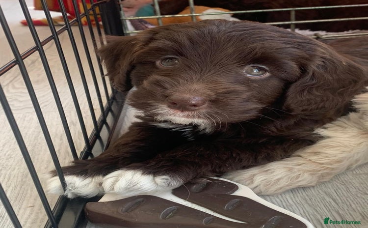 Labradoodle dogs for sale - Advert 2