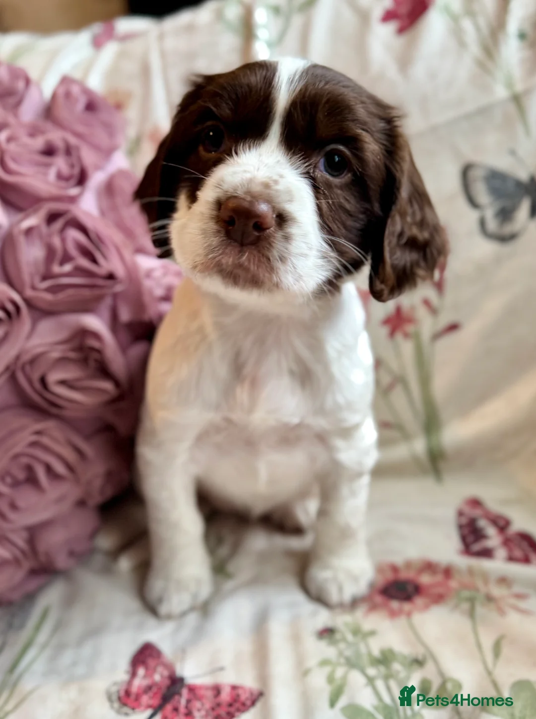 Sprocker dogs for sale: Beautiful Sprocker Spaniel pups  - Advert 8