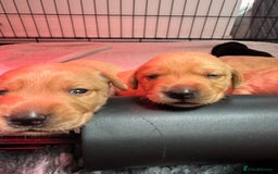 Labrador Retriever dogs for sale: KC registered Labrador Retriever puppies for sale - Image 4