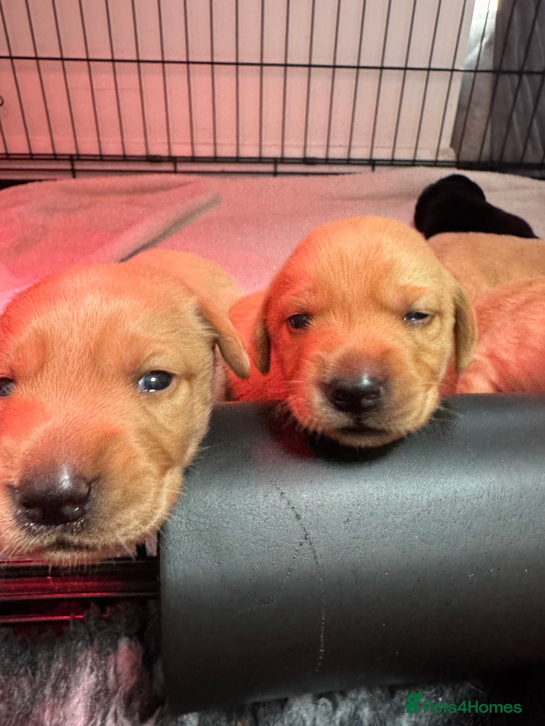 Labrador Retriever dogs for sale: KC registered Labrador Retriever puppies for sale - Image 4