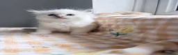 Ragdoll cats for sale: TICA Registered Ragdoll Kittens - Advert 21