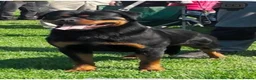 Rottweiler dogs for sale: KC Registered Rottweilers puppies  - Advert 9