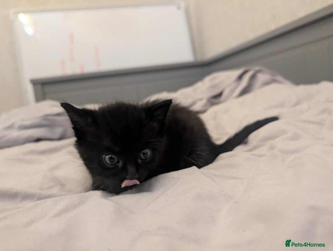 Mixed Breed cats for sale: Jet Black Tabby Kittens & Stunning Tortie Girl  - Advert 14