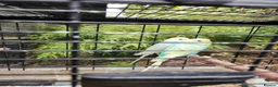 Budgerigars birds for sale: Beautiful Baby Budgies for sale. - Advert 2