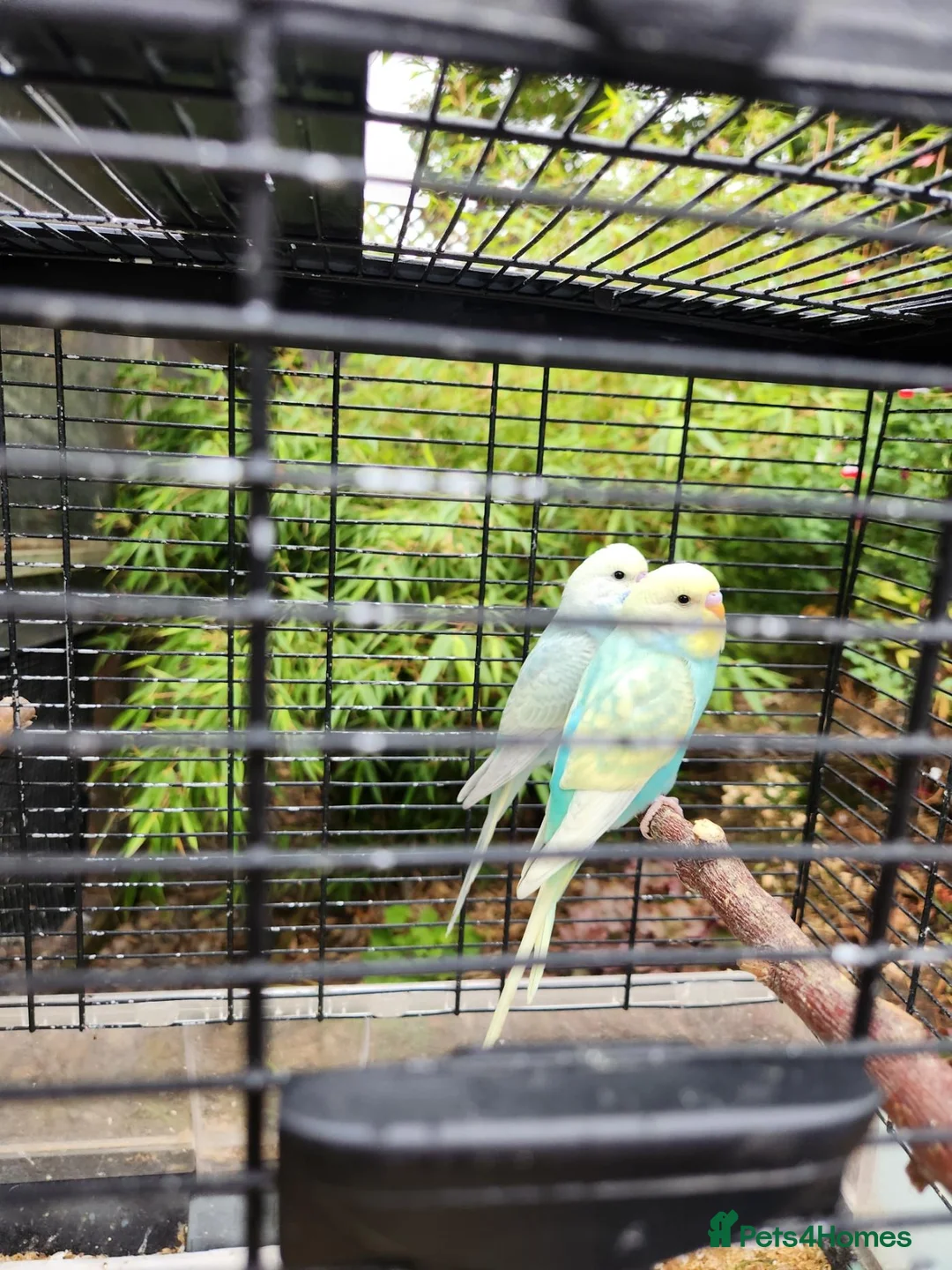 Budgerigars birds for sale: Beautiful Baby Budgies for sale. - Advert 2