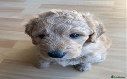 Labradoodle dogs for sale: Beautiful F3b Labradoodle Puppies - Image 33