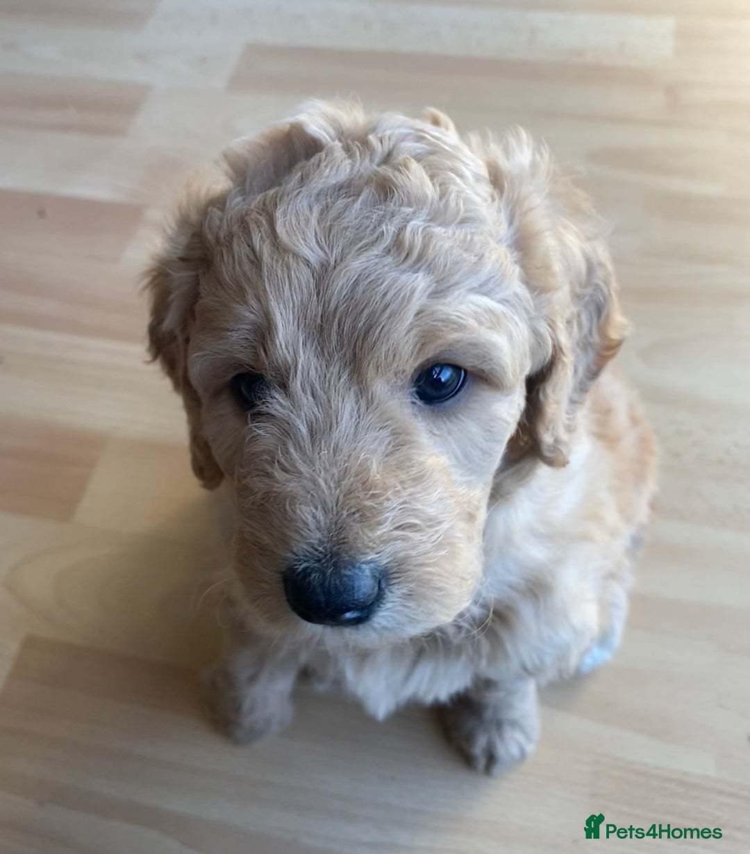 Labradoodle dogs for sale: Beautiful F3b Labradoodle Puppies - Image 33