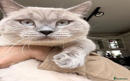 British Shorthair cats for stud: For stud  - Advert 2