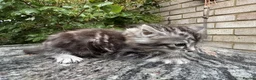 Maine Coon cats for sale: Maine Coon Bengal Cross Kittens - Advert 8