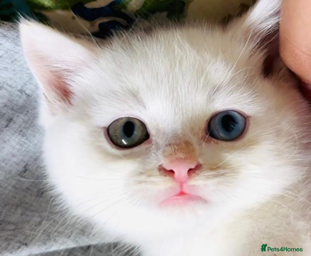 Mixed Breed cats for sale: White Persian mixed breed  - Advert 8
