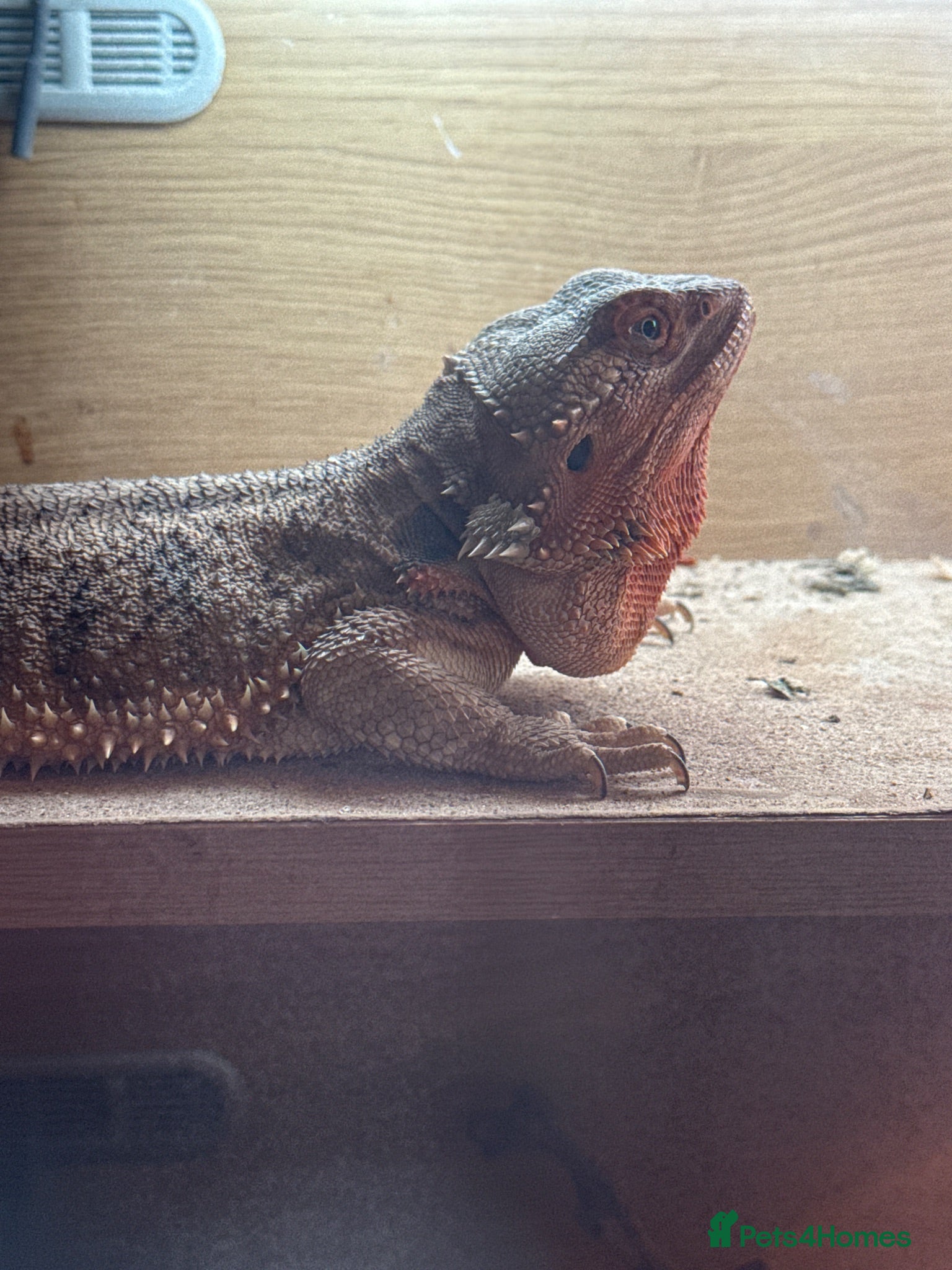 Bearded Dragon reptiles Male bearded dragon  - Advert 1