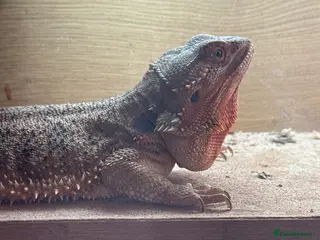 Bearded Dragon reptiles Male bearded dragon - Advert 1